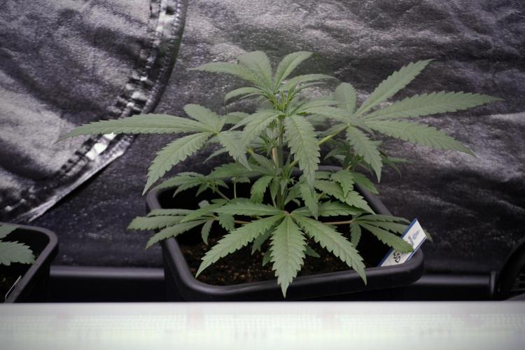 LSD Zamnesia Trippping. Week 4 - the other LSD 