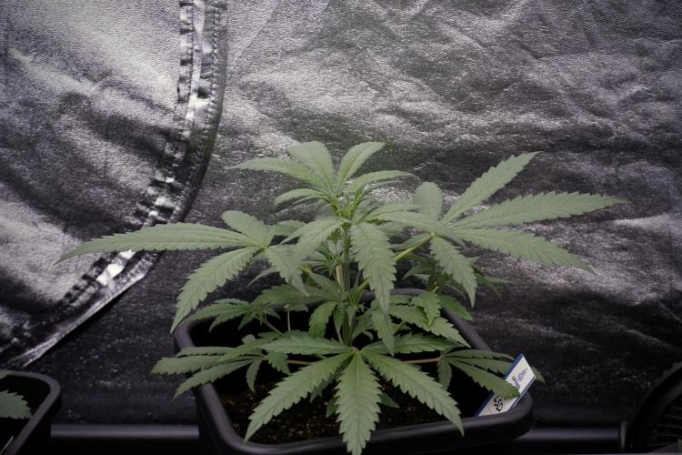 LSD Zamnesia Trippping. Week 4 - the other LSD 