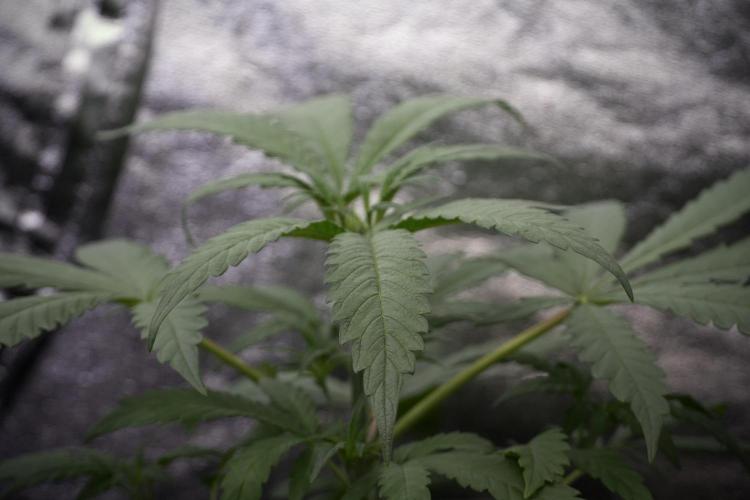 LSD Zamnesia Trippping. Week 4 - the other LSD 