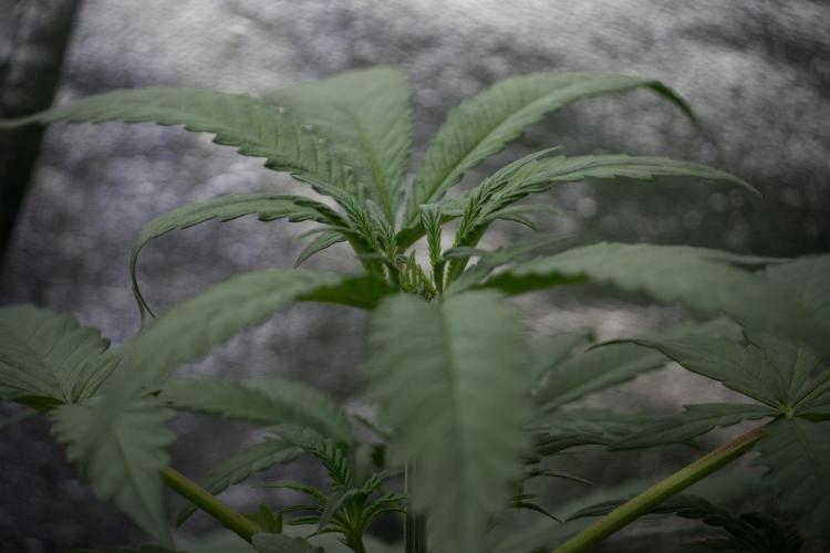 LSD Zamnesia Trippping. Week 4 - the other LSD 