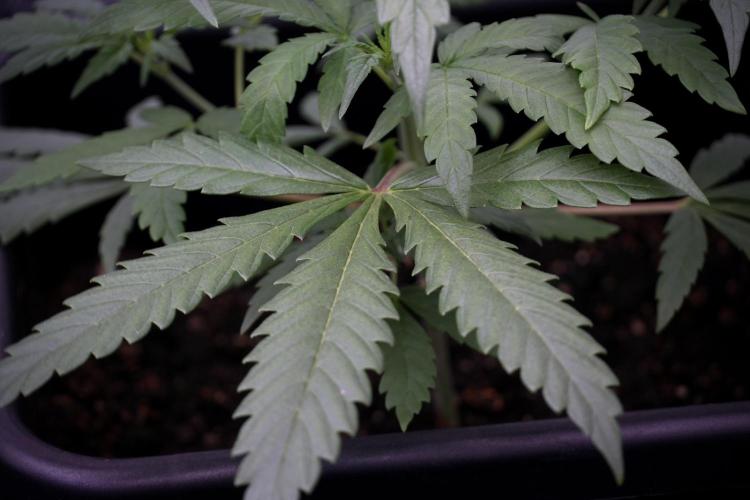 LSD Zamnesia Trippping. Week 4 - the other LSD 