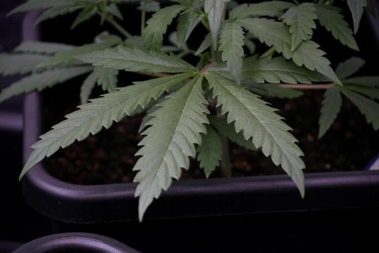 LSD Zamnesia Trippping. Week 4 - the other LSD 