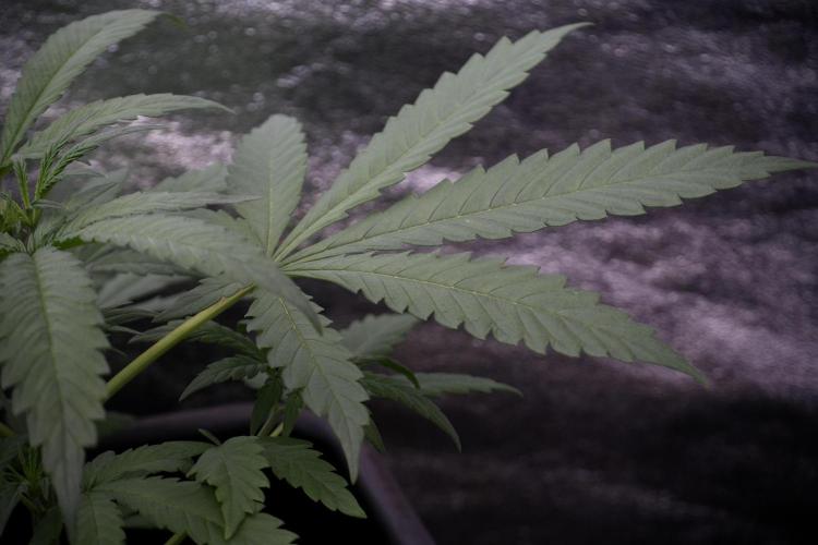 LSD Zamnesia Trippping. Week 4 - the other LSD 