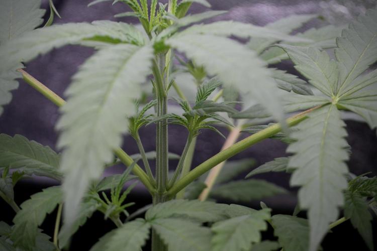 LSD Zamnesia Trippping. Week 4 - the other LSD 