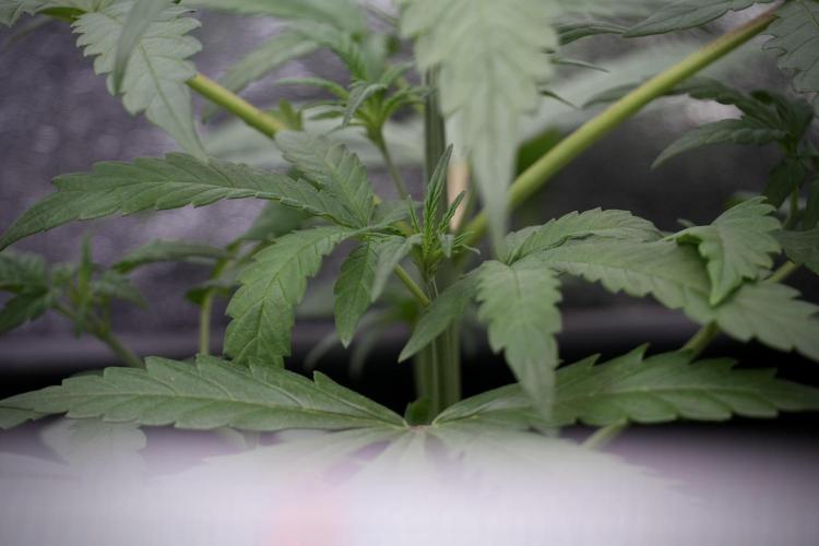 LSD Zamnesia Trippping. Week 4 - the other LSD 