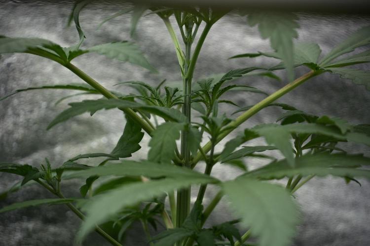 LSD Zamnesia Trippping. Week 4 - the other LSD 