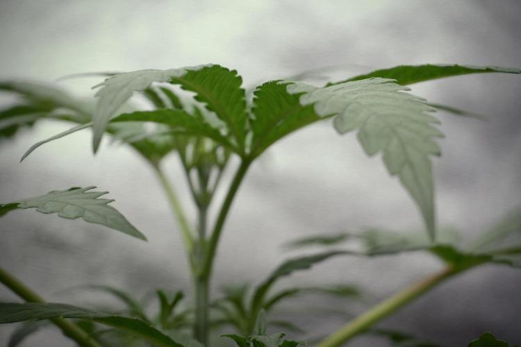 LSD Zamnesia Trippping. Week 4 - the other LSD 