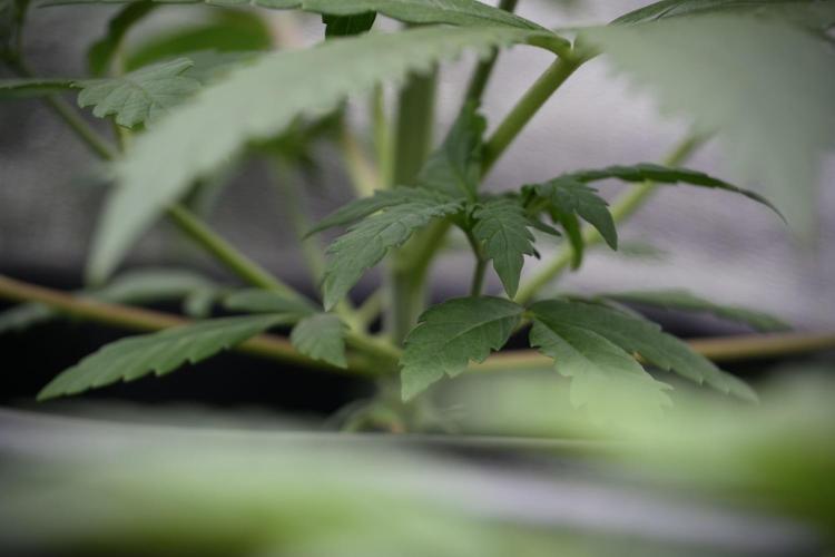 LSD Zamnesia Trippping. Week 4 - the other LSD 