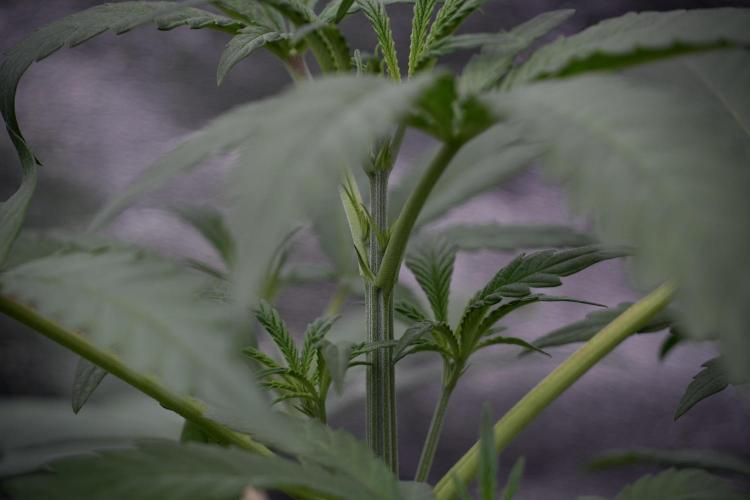 LSD Zamnesia Trippping. Week 4 - the other LSD 