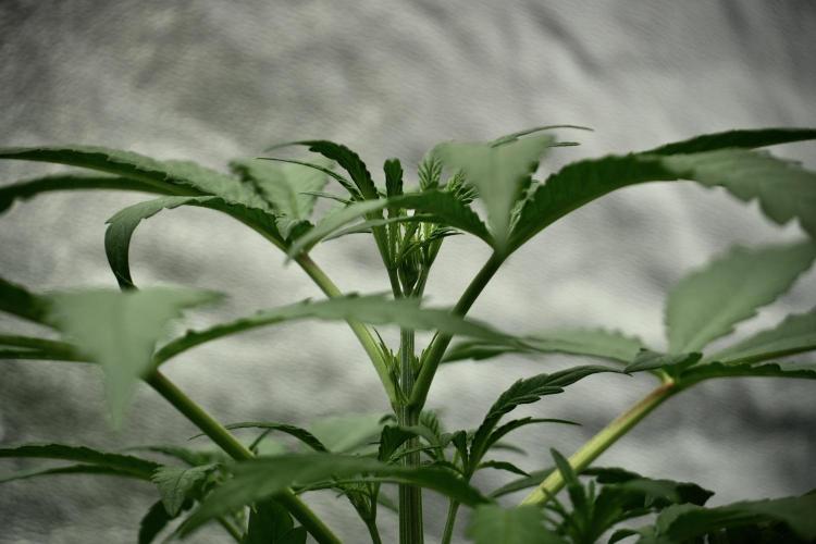 LSD Zamnesia Trippping. Week 4 - the other LSD 