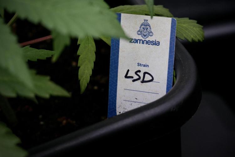 LSD Zamnesia Trippping. Week 4 - the other LSD 