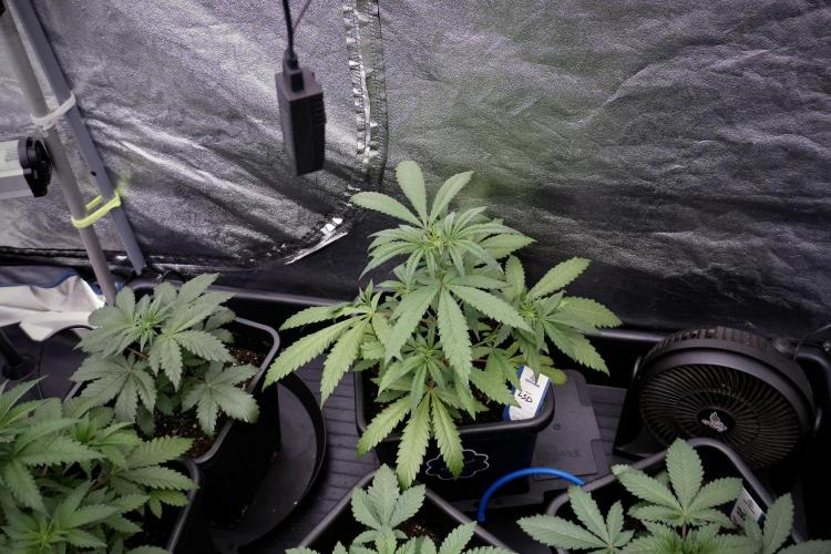 LSD Zamnesia Trippping. Week 4 - the other LSD 