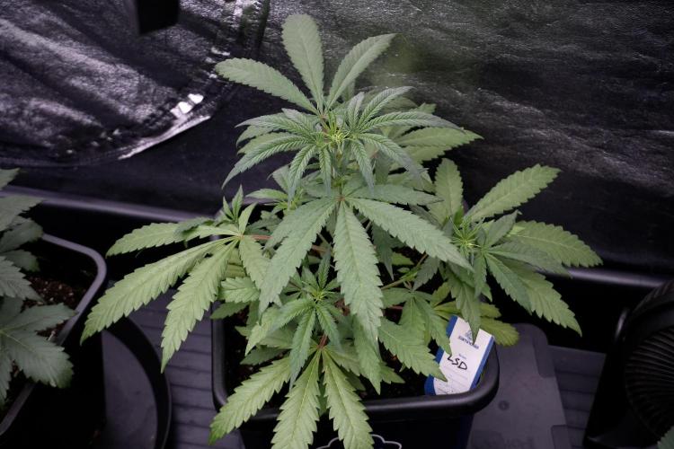 LSD Zamnesia Trippping. Week 4 - the other LSD 