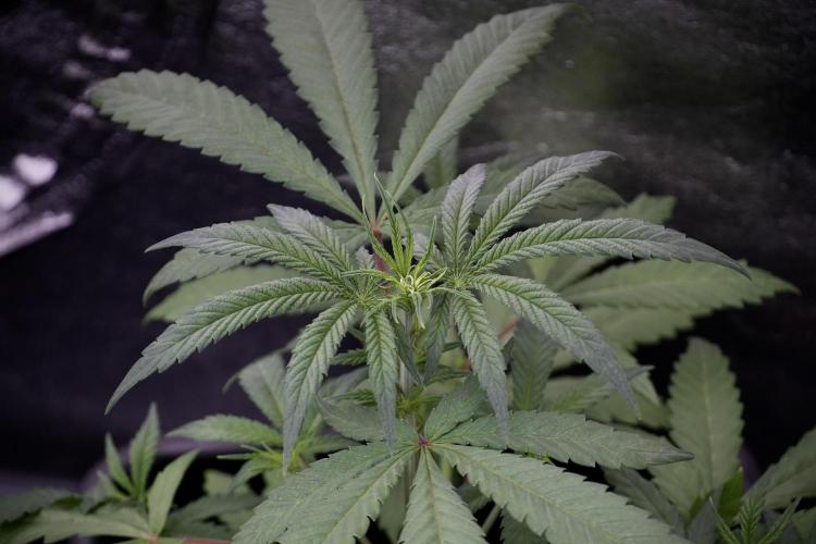 LSD Zamnesia Trippping. Week 4 - the other LSD 