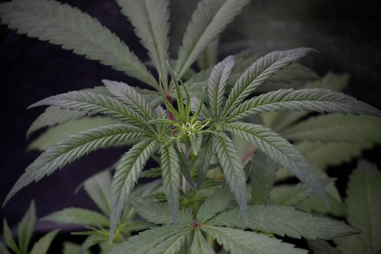 LSD Zamnesia Trippping. Week 4 - the other LSD 