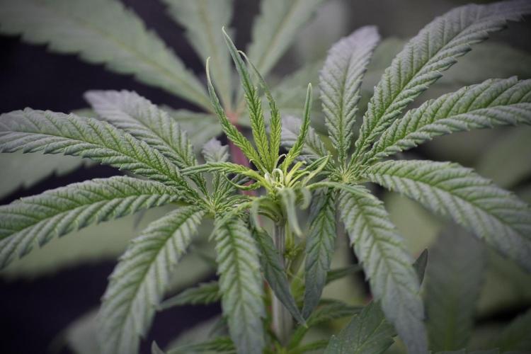 LSD Zamnesia Trippping. Week 4 - the other LSD 