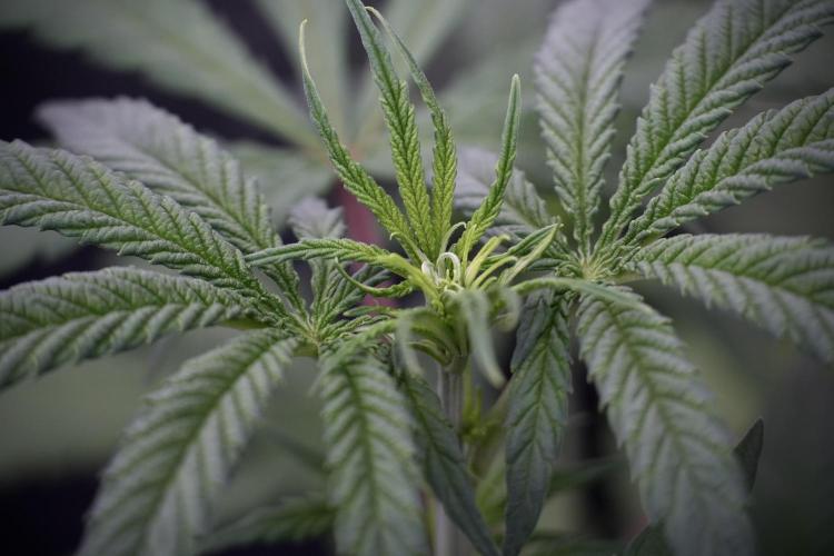 LSD Zamnesia Trippping. Week 4 - the other LSD 