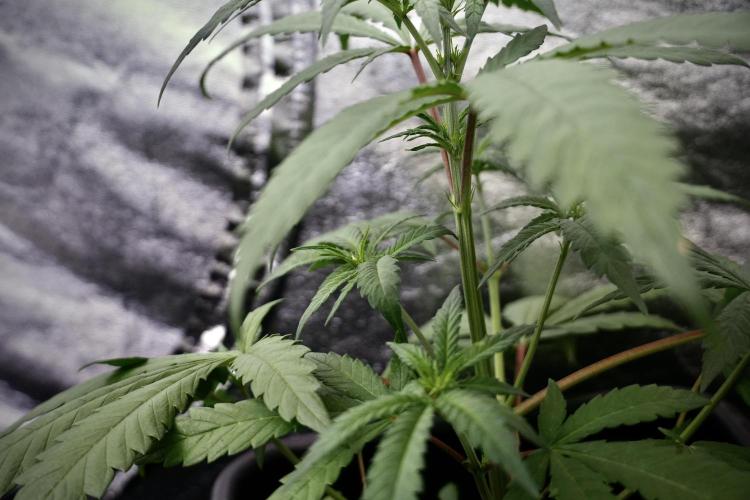 LSD Zamnesia Trippping. Week 4 - the other LSD 