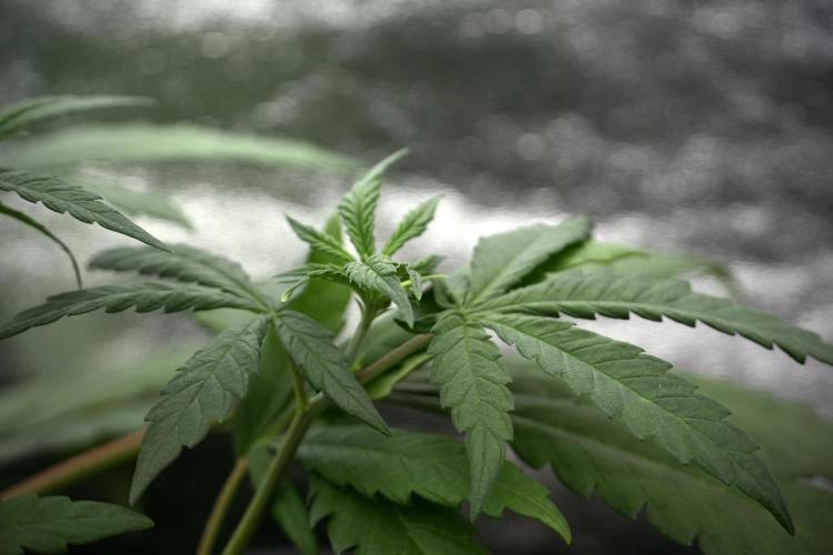 LSD Zamnesia Trippping. Week 4 - the other LSD 