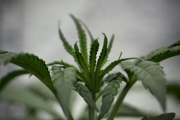 LSD Zamnesia Trippping. Week 4 - the other LSD 