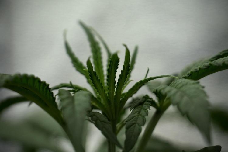 LSD Zamnesia Trippping. Week 4 - the other LSD 