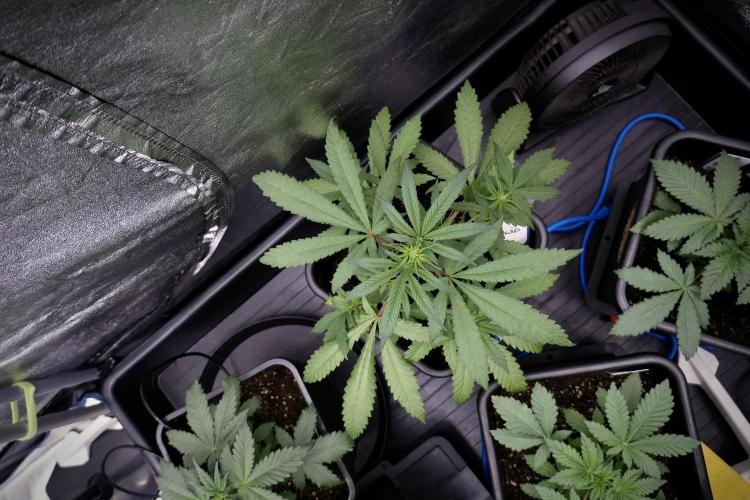 LSD Zamnesia Trippping. Week 4 - the other LSD 