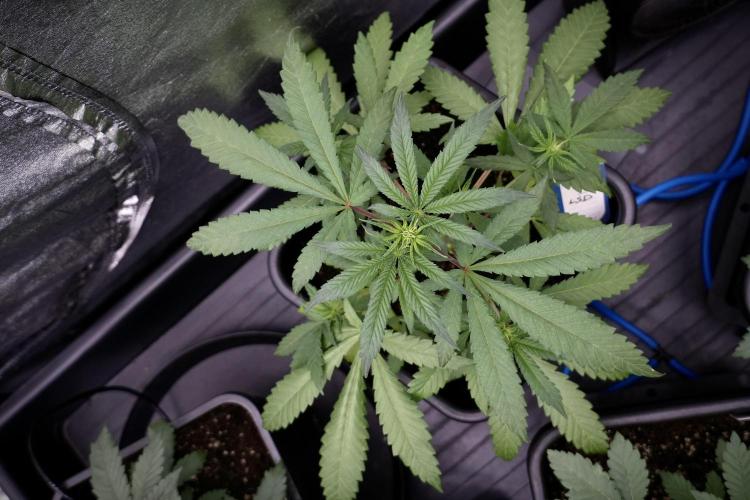 LSD Zamnesia Trippping. Week 4 - the other LSD 