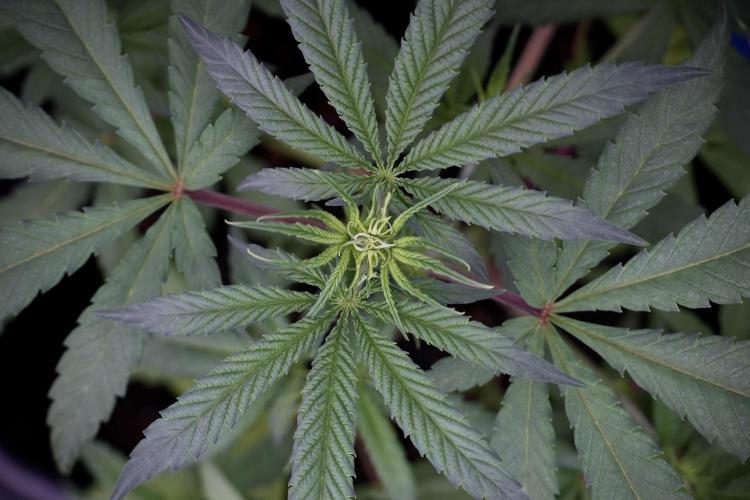 LSD Zamnesia Trippping. Week 4 - the other LSD 