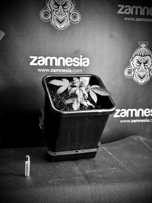 LSD Zamnesia Trippping. Week 4 - 12/12 From Seed LSD