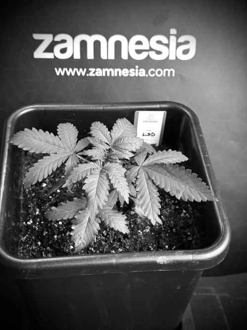 LSD Zamnesia Trippping. Week 4 - 12/12 From Seed LSD