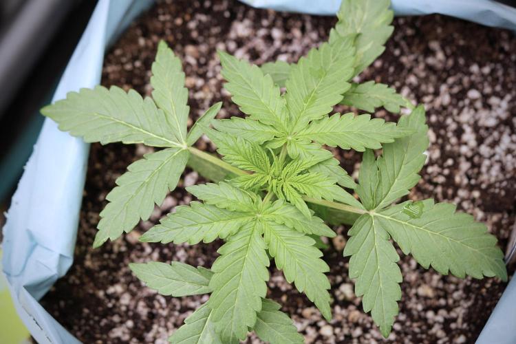 Lemon Cherry Gelato YumYum. Week 4 - Lemon Cherry Gelato 