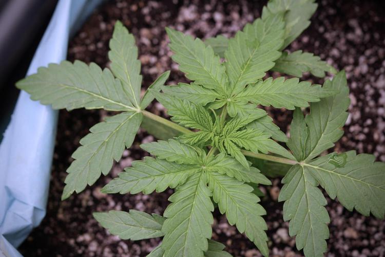 Lemon Cherry Gelato YumYum. Week 4 - Lemon Cherry Gelato 