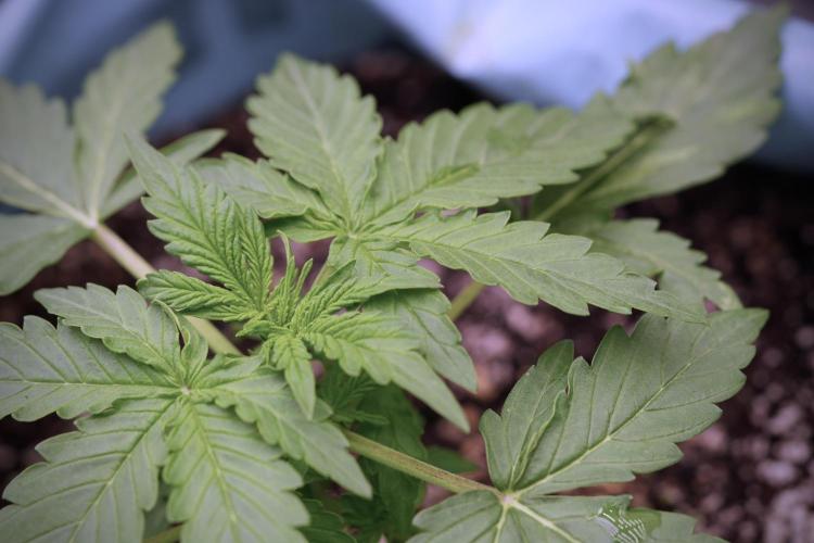 Lemon Cherry Gelato YumYum. Week 4 - Lemon Cherry Gelato 