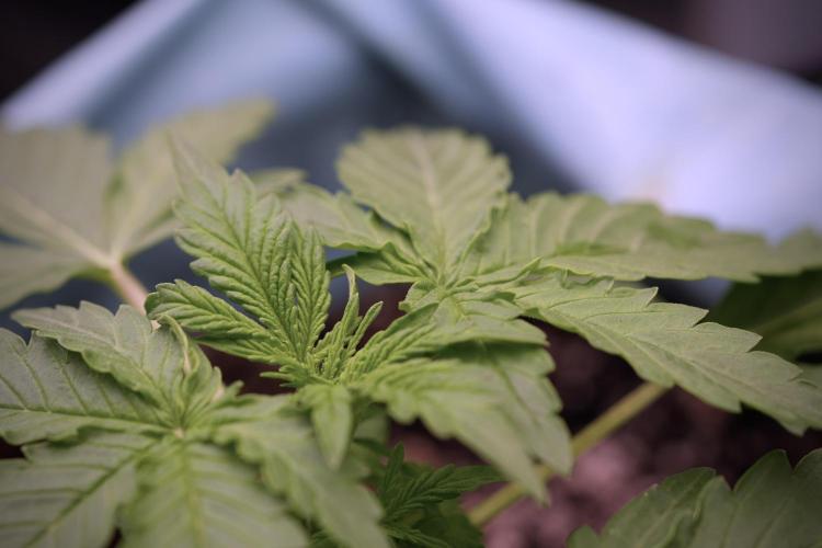 Lemon Cherry Gelato YumYum. Week 4 - Lemon Cherry Gelato 