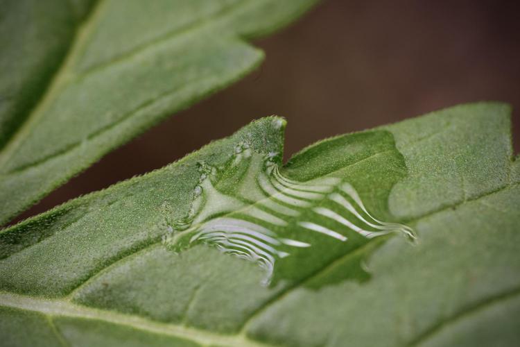 Lemon Cherry Gelato YumYum. Week 4 - Lemon Cherry Gelato 