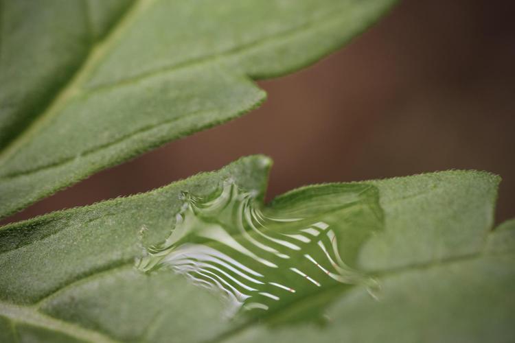 Lemon Cherry Gelato YumYum. Week 4 - Lemon Cherry Gelato 