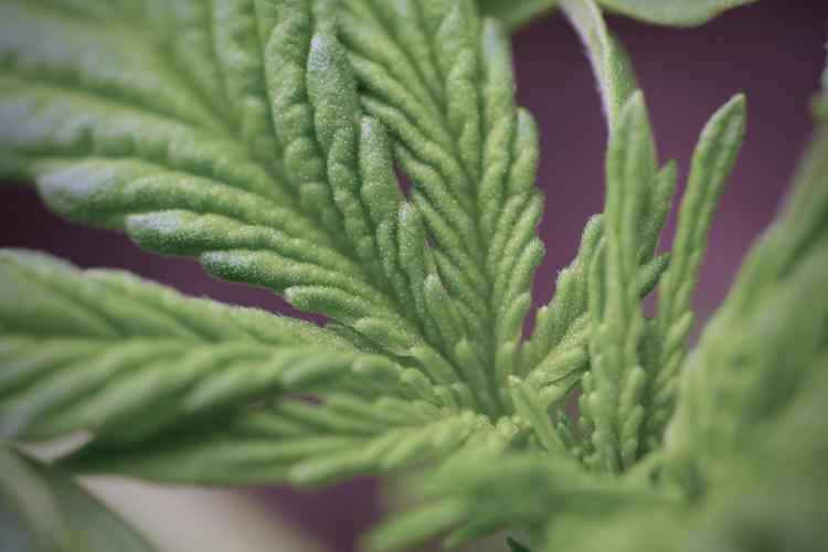 Lemon Cherry Gelato YumYum. Week 4 - Lemon Cherry Gelato 