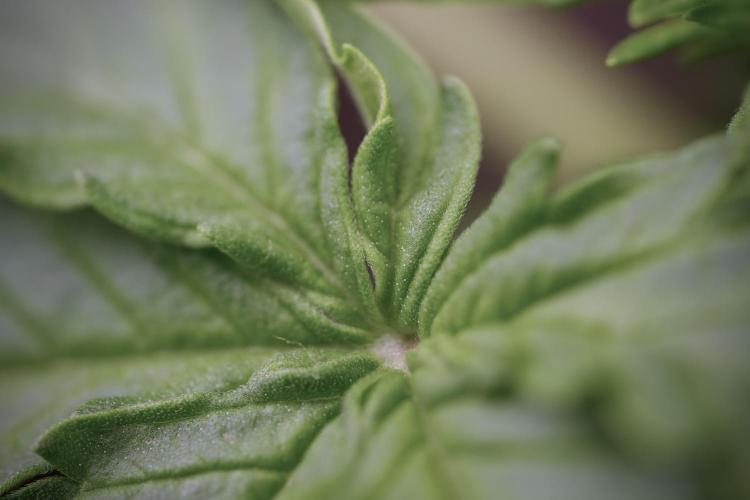 Lemon Cherry Gelato YumYum. Week 4 - Lemon Cherry Gelato 