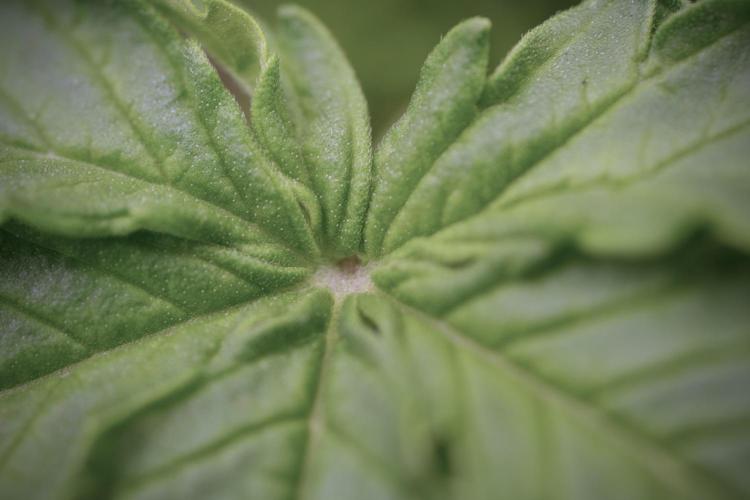 Lemon Cherry Gelato YumYum. Week 4 - Lemon Cherry Gelato 