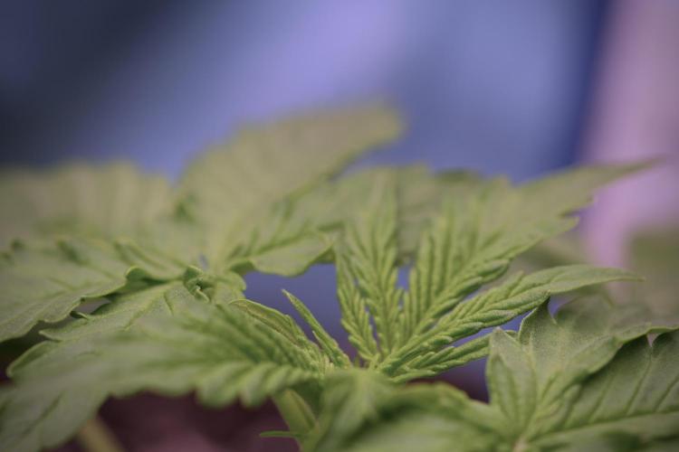 Lemon Cherry Gelato YumYum. Week 4 - Lemon Cherry Gelato 