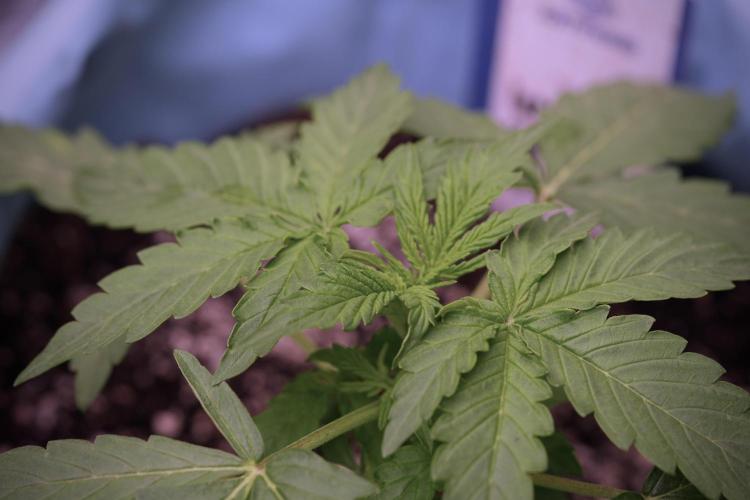 Lemon Cherry Gelato YumYum. Week 4 - Lemon Cherry Gelato 