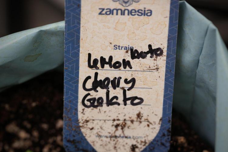 Lemon Cherry Gelato YumYum. Week 4 - Lemon Cherry Gelato 