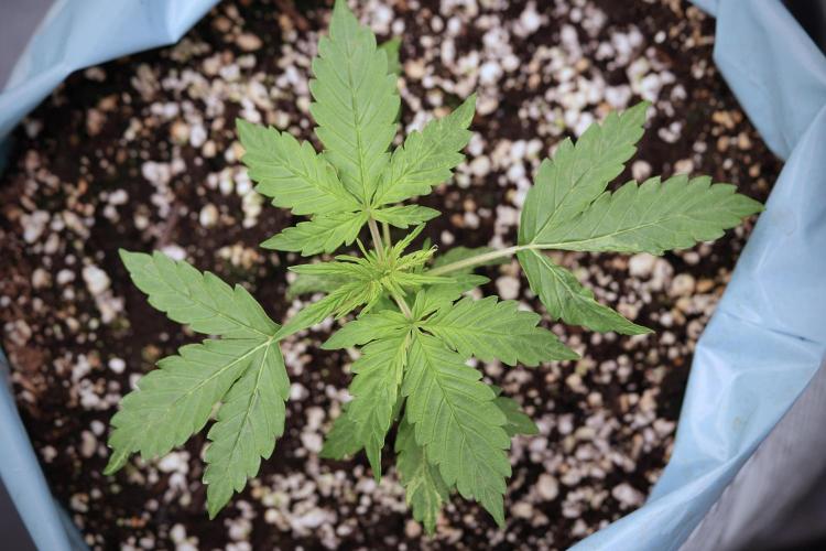 Lemon Cherry Gelato YumYum. Week 4 - Lemon Cherry Gelato 