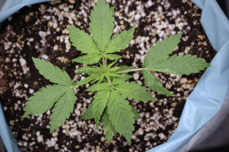 Lemon Cherry Gelato YumYum. Week 4 - Lemon Cherry Gelato 