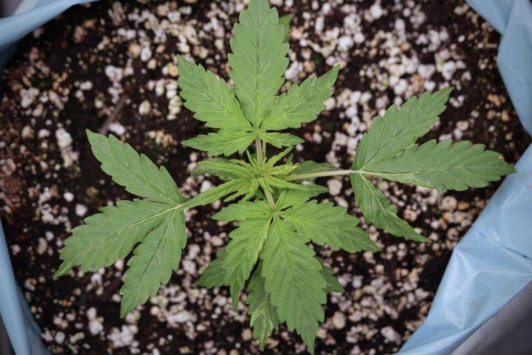 Lemon Cherry Gelato YumYum. Week 4 - Lemon Cherry Gelato 