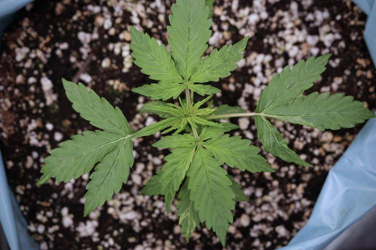 Lemon Cherry Gelato YumYum. Week 4 - Lemon Cherry Gelato 