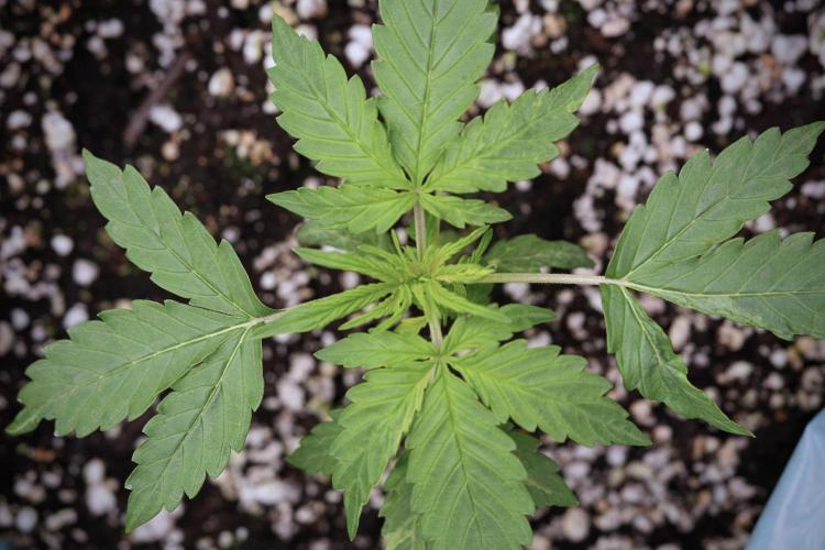 Lemon Cherry Gelato YumYum. Week 4 - Lemon Cherry Gelato 