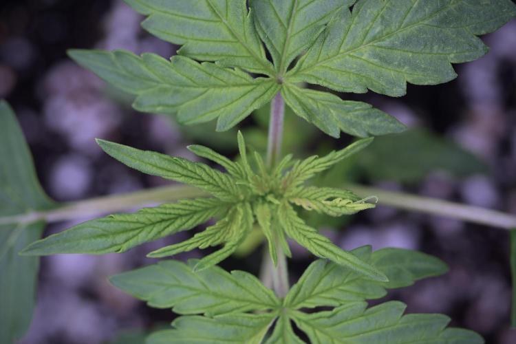 Lemon Cherry Gelato YumYum. Week 4 - Lemon Cherry Gelato 