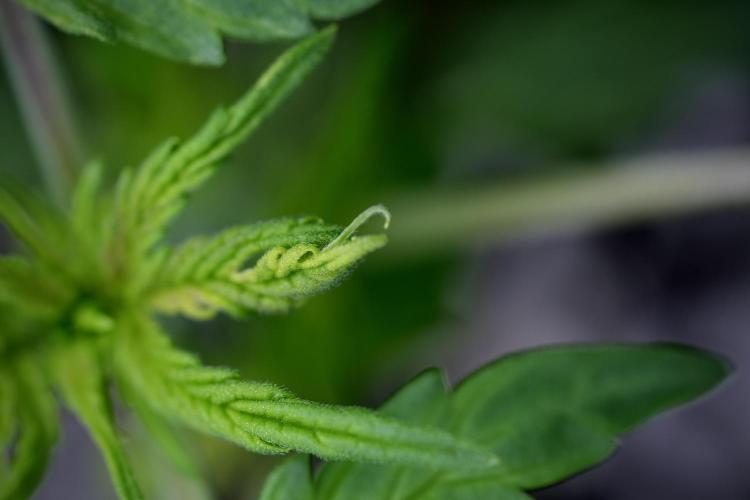 Lemon Cherry Gelato YumYum. Week 4 - Lemon Cherry Gelato 