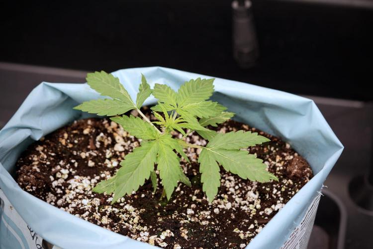 Lemon Cherry Gelato YumYum. Week 4 - Lemon Cherry Gelato 